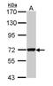 Atlastin GTPase 1 antibody, NBP1-31714, Novus Biologicals, Western Blot image 