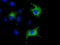 Cytochrome C Oxidase Subunit 6A1 antibody, TA501468S, Origene, Immunofluorescence image 