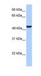 Abhydrolase Domain Containing 5 antibody, orb330242, Biorbyt, Western Blot image 