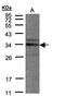 Serine/threonine-protein kinase Nek7 antibody, TA308429, Origene, Western Blot image 