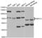 RNA Binding Region (RNP1, RRM) Containing 3 antibody, LS-C335652, Lifespan Biosciences, Western Blot image 