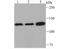Janus Kinase 1 antibody, NBP2-75547, Novus Biologicals, Western Blot image 