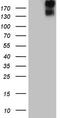 Receptor tyrosine-protein kinase erbB-3 antibody, TA809282, Origene, Western Blot image 