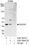 Nuclear Casein Kinase And Cyclin Dependent Kinase Substrate 1 antibody, A301-507A, Bethyl Labs, Immunoprecipitation image 