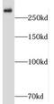 SH3 and multiple ankyrin repeat domains protein 1 antibody, FNab07837, FineTest, Western Blot image 