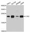Lipocalin 2 antibody, MBS126345, MyBioSource, Western Blot image 
