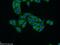 Vitelline membrane outer layer protein 1 homolog antibody, 21577-1-AP, Proteintech Group, Immunofluorescence image 