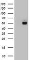 FIC Domain Containing antibody, CF802903, Origene, Western Blot image 
