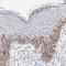 Cyclin Dependent Kinase 1 antibody, HPA003387, Atlas Antibodies, Immunohistochemistry frozen image 