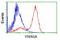 Von Willebrand Factor A Domain Containing 5A antibody, TA501637, Origene, Flow Cytometry image 