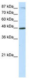 Basic Helix-Loop-Helix Family Member E40 antibody, TA334719, Origene, Western Blot image 