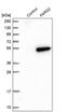 Phenylalanyl-tRNA synthetase, mitochondrial antibody, PA5-55988, Invitrogen Antibodies, Western Blot image 