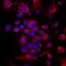 Plexin A1 antibody, MAB6536, R&D Systems, Immunocytochemistry image 