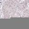 Zinc Finger Protein 417 antibody, HPA056213, Atlas Antibodies, Immunohistochemistry frozen image 