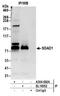 SDA1 Domain Containing 1 antibody, A304-692A, Bethyl Labs, Immunoprecipitation image 