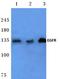 EGFR antibody, AP06098PU-N, Origene, Western Blot image 