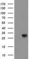 Nicotinamide N-Methyltransferase antibody, TA502470, Origene, Western Blot image 
