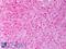 Superoxide Dismutase 1 antibody, LS-C231760, Lifespan Biosciences, Immunohistochemistry frozen image 