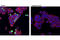 Cell Division Cycle 25C antibody, 12028S, Cell Signaling Technology, Immunofluorescence image 