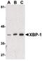 X-Box Binding Protein 1 antibody, PA5-20218, Invitrogen Antibodies, Western Blot image 