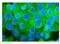 SDH antibody, A07851-1, Boster Biological Technology, Immunofluorescence image 