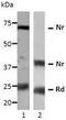 VEGF antibody, GTX54662, GeneTex, Western Blot image 