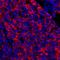 Ecto-5 -nucleotidase antibody, A700-054, Bethyl Labs, Immunohistochemistry frozen image 