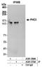 Polyhomeotic Homolog 3 antibody, A301-569A, Bethyl Labs, Immunoprecipitation image 