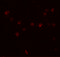 DExD/H-Box Helicase 60 antibody, 6945, ProSci, Immunofluorescence image 