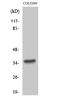 Taste 2 Receptor Member 8 antibody, A12428, Boster Biological Technology, Western Blot image 