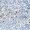 Human IgA antibody, LS-C87422, Lifespan Biosciences, Immunohistochemistry frozen image 
