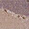 Ankyrin Repeat Domain 33B antibody, NBP2-30975, Novus Biologicals, Immunohistochemistry paraffin image 