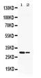 HLE antibody, PB10058, Boster Biological Technology, Western Blot image 