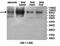 Lysine Demethylase 7A antibody, orb78198, Biorbyt, Western Blot image 