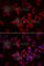 Natural Cytotoxicity Triggering Receptor 3 antibody, A7153, ABclonal Technology, Immunofluorescence image 