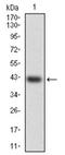 Heat Shock Transcription Factor 4 antibody, AM06748PU-N, Origene, Western Blot image 