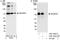 Melanoma-associated antigen D2 antibody, A301-042A, Bethyl Labs, Immunoprecipitation image 