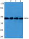 COP9 Signalosome Subunit 3 antibody, A07987, Boster Biological Technology, Western Blot image 