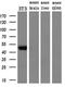 Golgin, RAB6 Interacting antibody, MA5-26042, Invitrogen Antibodies, Western Blot image 