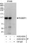 Rabaptin, RAB GTPase Binding Effector Protein 1 antibody, A302-820A, Bethyl Labs, Immunoprecipitation image 