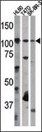 RB Transcriptional Corepressor 1 antibody, AP12696PU-N, Origene, Western Blot image 