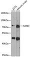 Furin, Paired Basic Amino Acid Cleaving Enzyme antibody, 14-925, ProSci, Western Blot image 