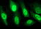 SEC14 And Spectrin Domain Containing 1 antibody, M10698, Boster Biological Technology, Immunofluorescence image 