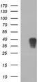 Apolipoprotein A5 antibody, CF507102, Origene, Western Blot image 