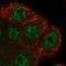 Rho Guanine Nucleotide Exchange Factor 38 antibody, HPA045484, Atlas Antibodies, Immunocytochemistry image 