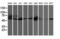 CCM2 Scaffold Protein antibody, LS-C337468, Lifespan Biosciences, Western Blot image 