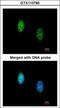 Transducin Beta Like 1 X-Linked Receptor 1 antibody, GTX110785, GeneTex, Immunofluorescence image 