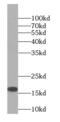 Persephin antibody, FNab06323, FineTest, Western Blot image 
