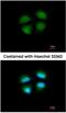 Mediator Complex Subunit 4 antibody, NBP1-33671, Novus Biologicals, Immunocytochemistry image 