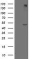 Lipoprotein Lipase antibody, CF503785, Origene, Western Blot image 